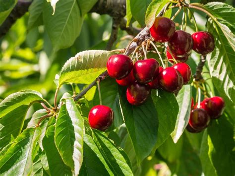 Caring For Stella Cherry Trees Learn How To Grow Stella Cherries