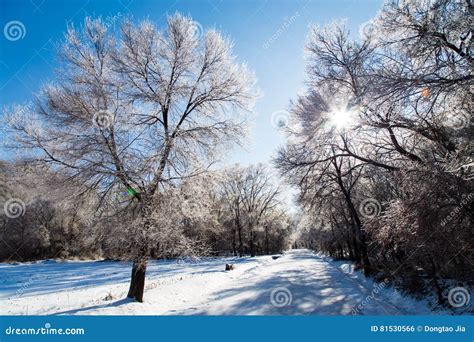 Afterwinter Backlighting Stock Photos Free And Royalty Free Stock