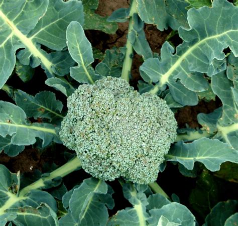 Broccoli Plant Photo