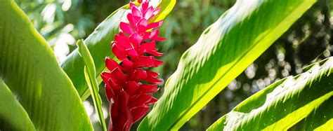 Our Favorite Beautiful And Edible Tropical Plants Living Color Garden