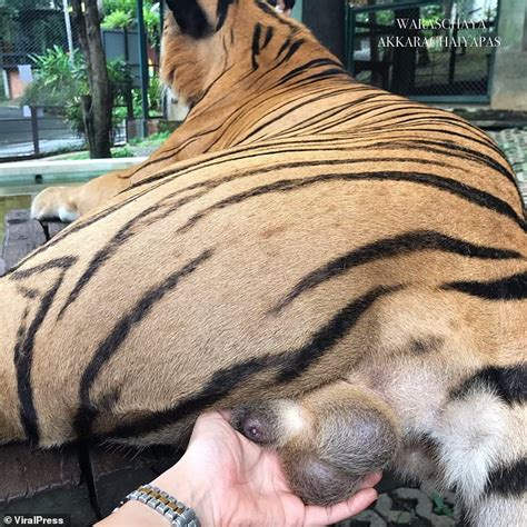 Tourist Grabs A Tigers Testicles As She Poses For A Photo At Thai Zoo