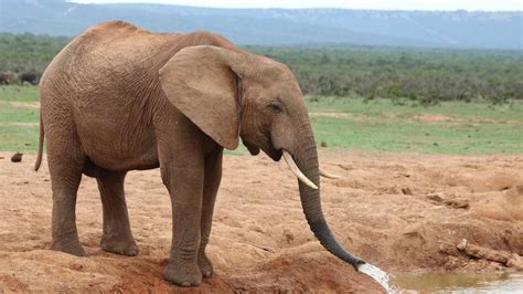 Guarda Florestal Morre Ap S Ser Atacado Por Elefanta