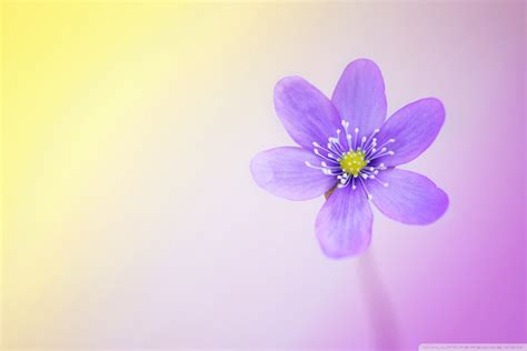 25 Outstanding Simple Cute Desktop Wallpaper You Can Download It For
