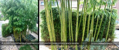 Running bamboo species are highly variable in their tendency to spread; bamboo screening hedge - Botanical Nursery & Garden ...