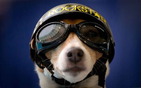 Bella Bella Vita Dog Lovin Dogs Wearing Goggles
