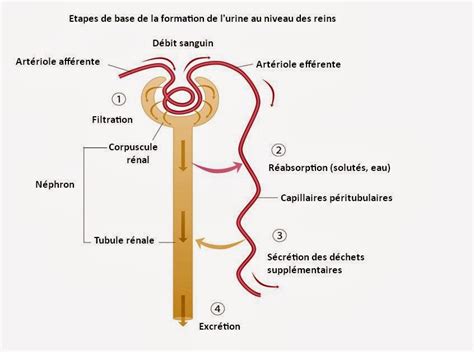 Physiologie rénale Récap IDE