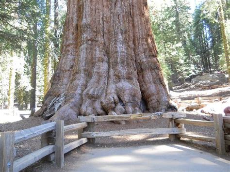 General Sherman Tree Picture Of General Sherman Tree Sequoia And