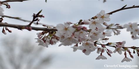 Visit The Cherry Blossoms In The Dc Area Cleverly Changing