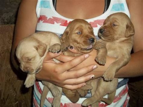 Since then, the breed has established itself as a wonderful. Adorable AKC Golden Retriever Puppies for Sale for Sale in ...