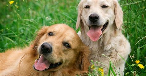 20 Happiest Dog Breeds
