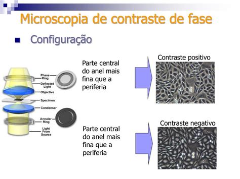 Microscopia De Contraste De Fases Virfactory