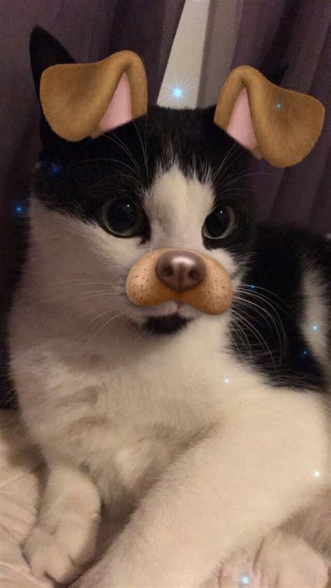 When Snapchat Filters Recognize Your Cats Face And You Get The Perfect