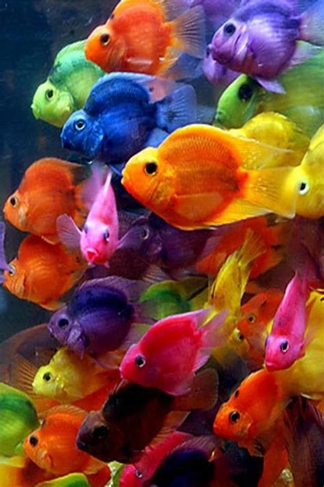 Colorful Fish Iphone Wallpaper Ipod Wallpaper Hd Free Download