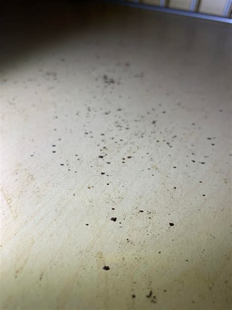 Follow these steps to thoroughly clean your kitchen of all signs of mouse droppings: Is this termite or mice dander? Moved into house in SoCal. These droppings(?) appeared in one ...