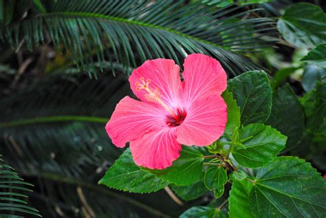 Hibiscus Flower 4k Wallpaper