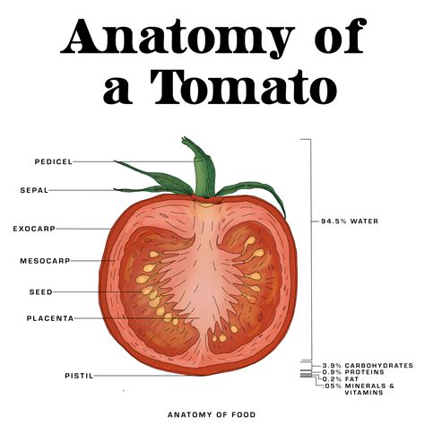 Anatomy Of Food — Info Aperture