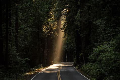 Sunlight And Road Through The Forest Image Free Stock Photo Public