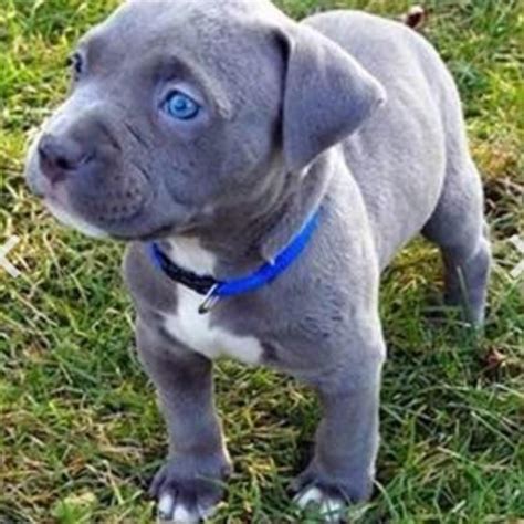 Blue Eye Pit Cute Puppies Pitbull Puppies Cute Dogs