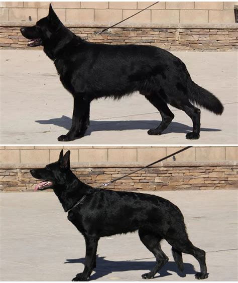 All Black German Shepherd Puppies For Sale In California