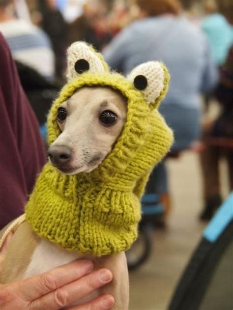 30 Dogs Wearing Hats Because Why Not Italian Greyhound Greyhound