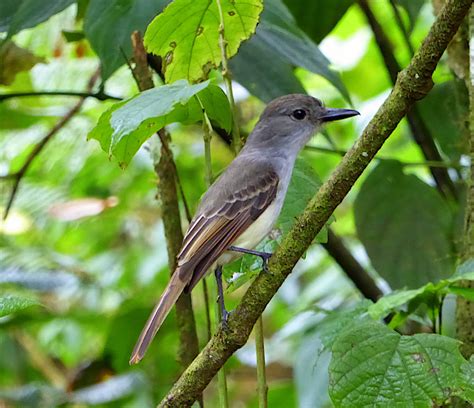 St Lucia Caribbean Birding Trail