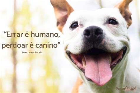 Frases Sobre Cachorro Amigo