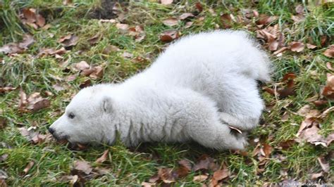Baby Polar Bear Makes Public Debut At Munich Zoo News