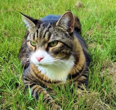 Kostenlose Bild Siamkatze Niedlich Auge Fell Tier Porträt Katze