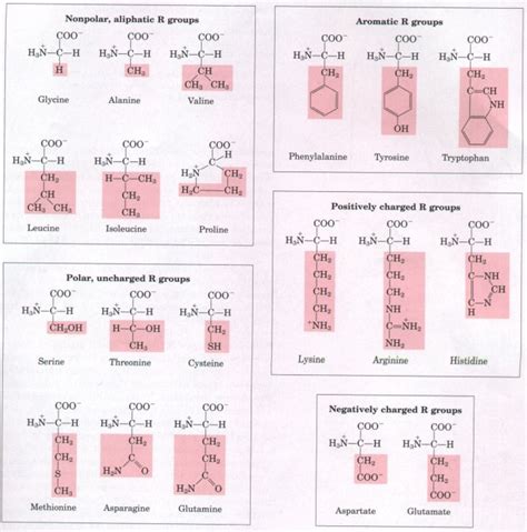 Amino acids are all made up of groups of atoms, and the functional groups are the important ones in each amino, it's what makes them different and unique each of the above standard 20 aminos have one hydrogen atom, and two groups attached to its alpha carbon atom: How Many R Groups Are There In Amino Acids - pdfshare