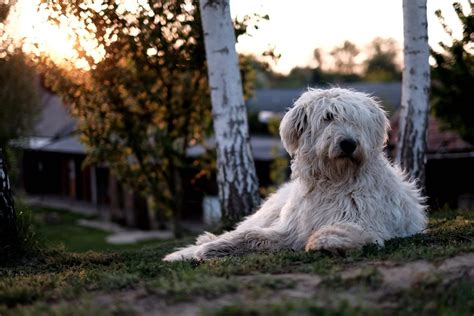 The komondor is a large, muscular dog, with plenty of bone and substance, slightly longer than tall. Komondor - Hondenrassen Wijzer ️