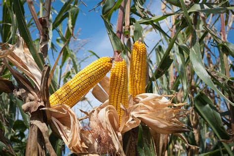How Many Ears Of Corn Per Stalk Updated 2023