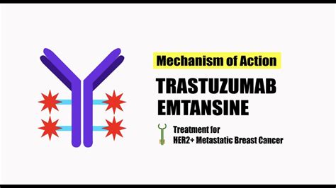 Breast Cancer Drug Trastuzumab Emtansine Mechanism Of Action Youtube