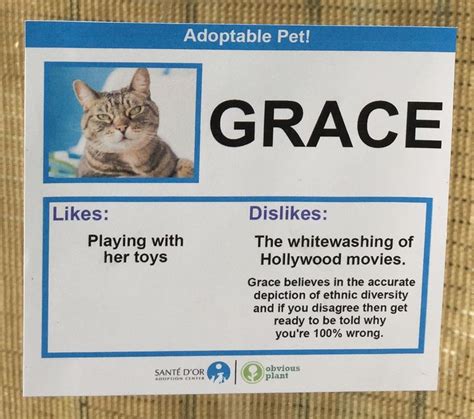 I Gave These Adoptable Cats Some Interesting Likes And Dislikes