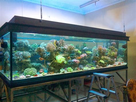 Nah, berikut ini, kania punya 13 rekomendasi ikan hais air tawar yang mudah dipelihara. Toko Aquarium Air laut & Aquarium air tawar: Cara Menguras ...