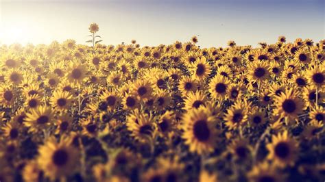 Sunflower Field Field Flowers Sunlight Sunflowers Hd Wallpaper