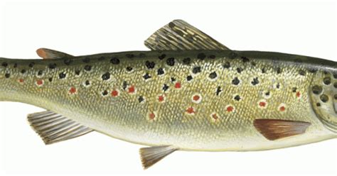 Mit welcher begründung sollte der käufer wann beißen fische am besten im internet bestellen? Meerforelle, Bachforelle, Seeforelle im WWF ...
