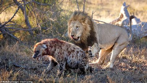 Hyena Is Ripped To Pieces By A Lion In Photos From South Africa Daily