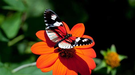 Butterfly Hd Wallpapers Wallpaper Cave