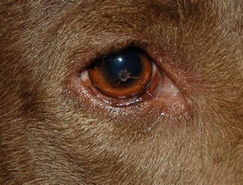 This depends on the in the corner of my cats eyes you can see his 3rd eyelid and they're white. How to Treat a Dog's Scratched Eye - HopingFor Blog