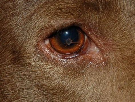 Causes of corneal scratch (scratched cornea): How to Treat a Dog's Scratched Eye - HopingFor Blog