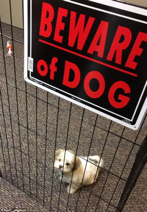 Hilarious Photos Of Very Friendly Guard Pets Ridiculed Beware Of Dog