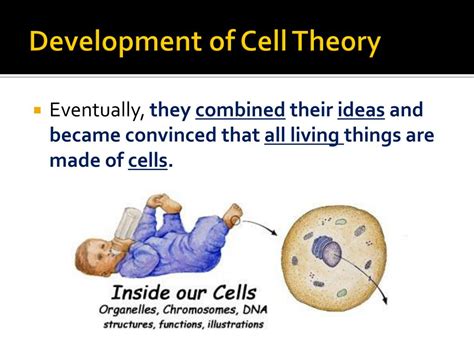 What Is Celltheory Lesson Plan Hooke Cells And Cell Theory