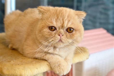 10 Popular Fluffy Cat Breeds Paw Precious