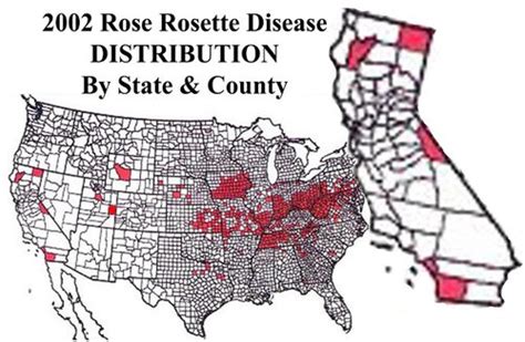 Rose Rosette Disease
