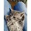 Beautiful Silver Tabby Kitten  In Sandwell West Midlands Gumtree