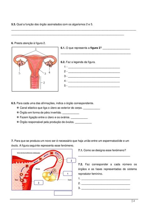 Exercicios Sobre Sistema Reprodutor Feminino 8o Ano Materilea