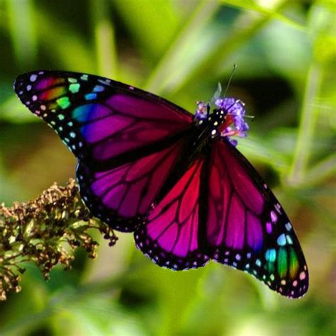 25 Best Ideas About Butterfly Photos On Pinterest Beautiful