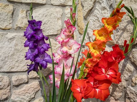 Growing Gladiolus In Pots Tips For Planting Gladiolus In A Container
