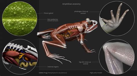 Peter Hogya Frog Anatomy