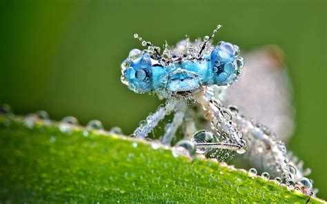 Stunning Dragonfly Water Drop Macro Photography Background Hd Macro